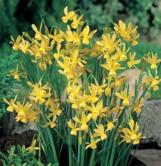 Narcissus (Daffodil Dwarf) 'Hawera' Loose Bulbs